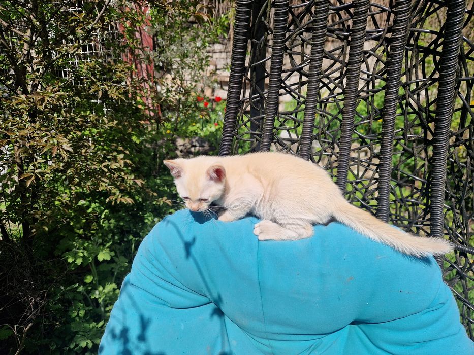 БУРМА  2,5 місяці.