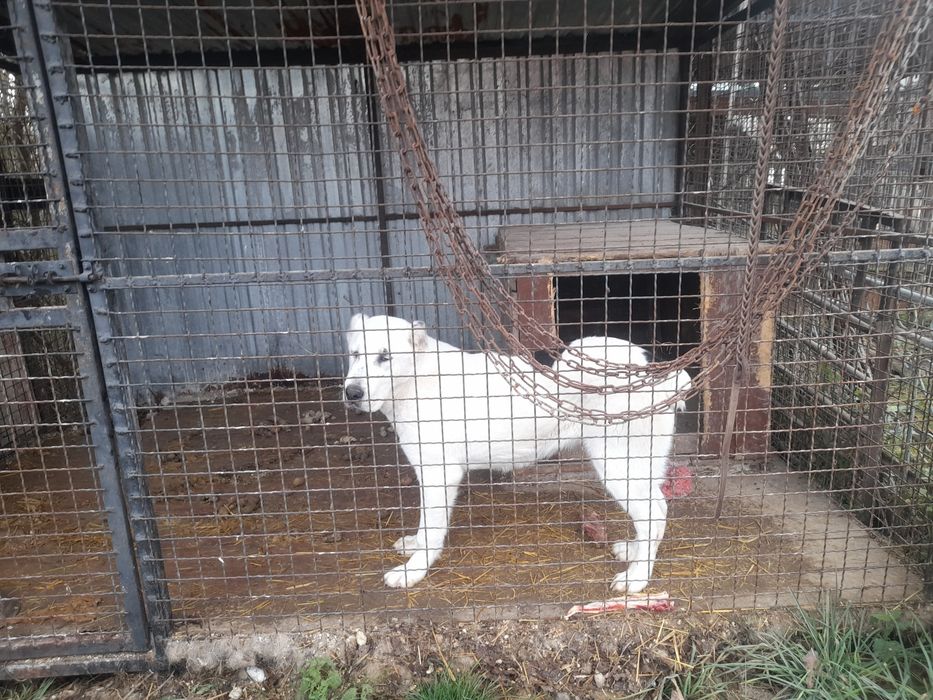 Середньоазіацбка вівчарка Алабай