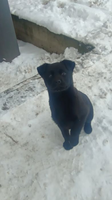 Szczeniaki,matka labrador z papierami.