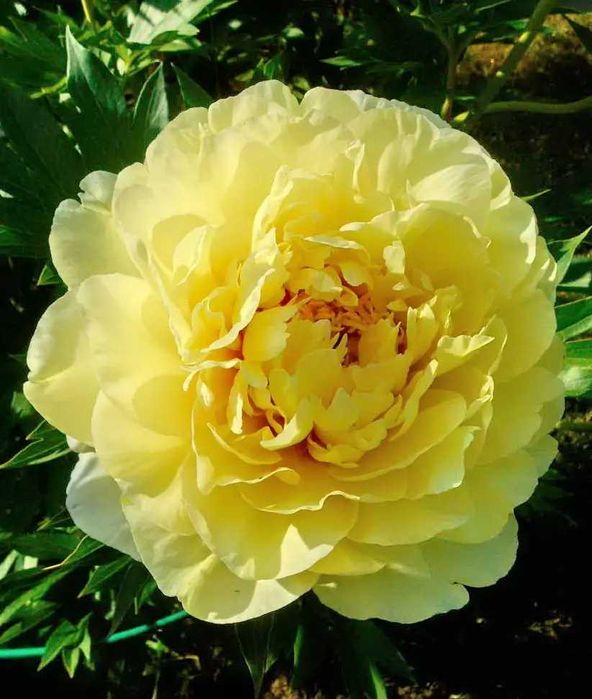 Півонія - королева саду