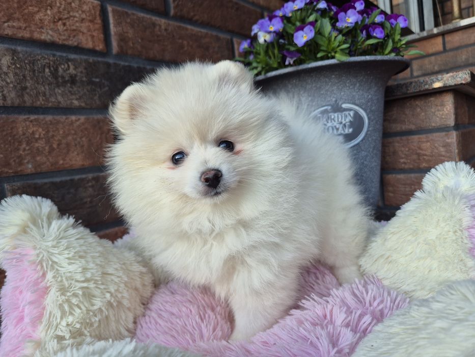 Szpic miniaturowy suczka