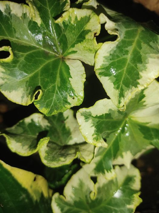 Плющі 10 сортів..