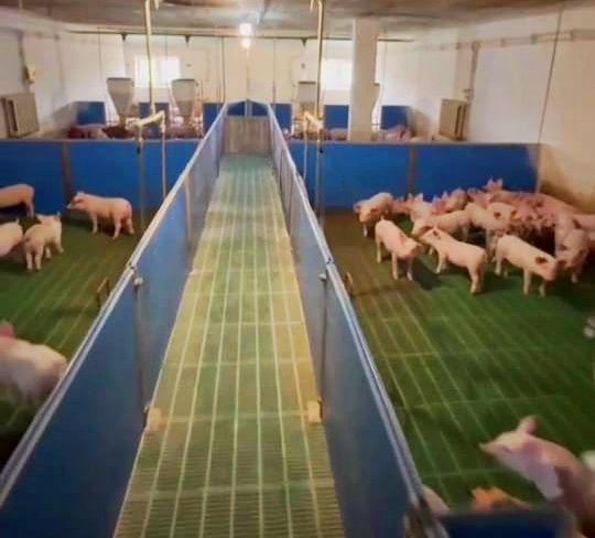 Продаж Діючої Свиноферми!