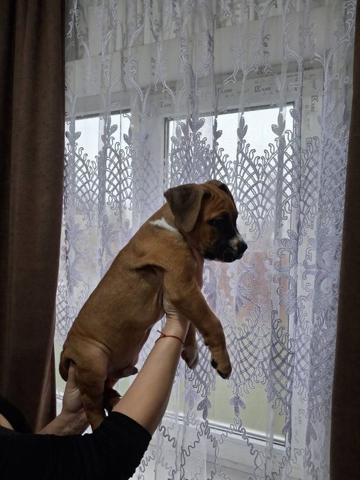 Стафордшиский терьер