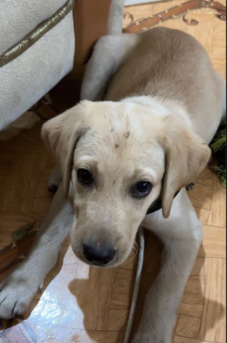 Лабрадор Ретрівер з документами