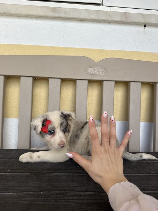 Border Collie Merle Femea com olhos azuis