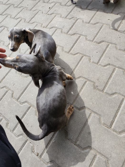 Jamnik jamniki niebieskie miniatury