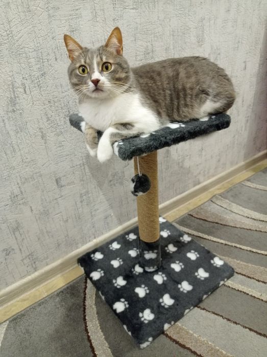 Когтеточка дряпка