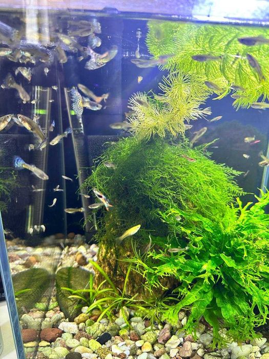 Gupiki mix kolorów + rośliny gratis