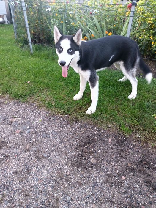 •Syberian Husky Piesek •