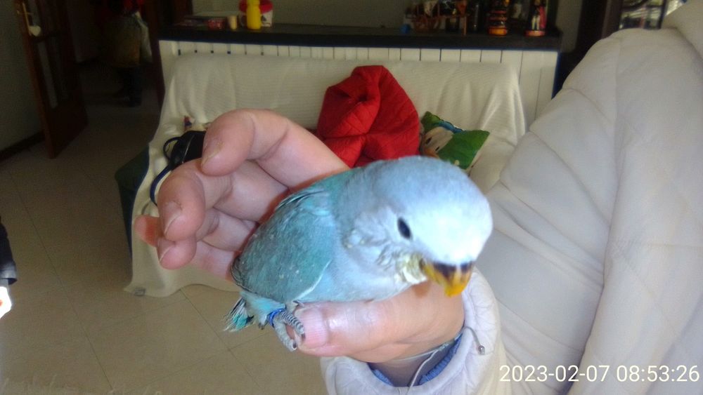 Agapornis domesticados