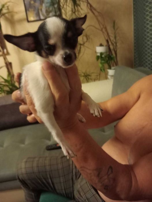 Chihuahua sunia tri color mini