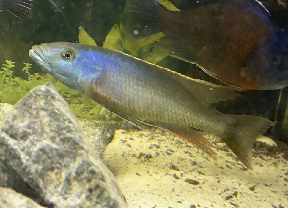 Pyszczak champsochromis caeruleus