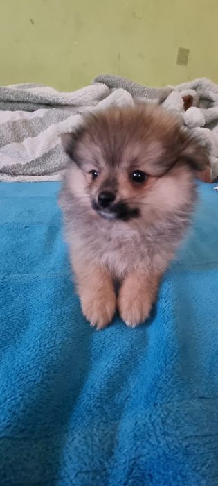 Акция Шпиц померанский щенки