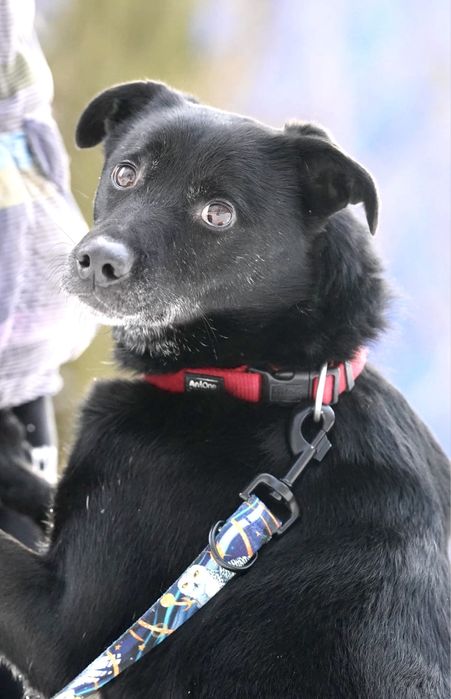 Grey czeka już 6 lat na dom — może właśnie na Twój?