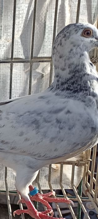 Pombo Correio sem número , Casal Correios