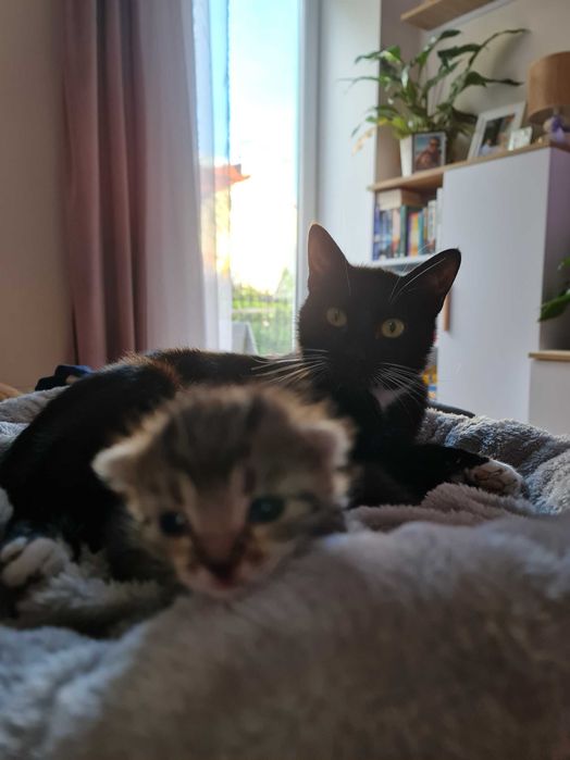 Kotki do adopcji