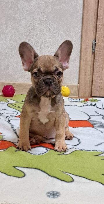 Французські бульдожки