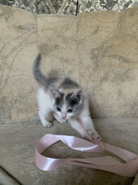 Віддам котика (дівчинка)