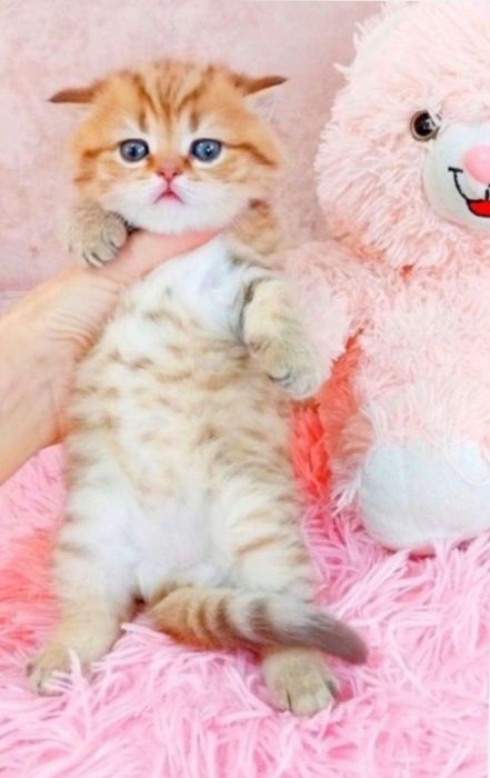 Справжній плюшевий ведмедик Дівчинка очаровашка