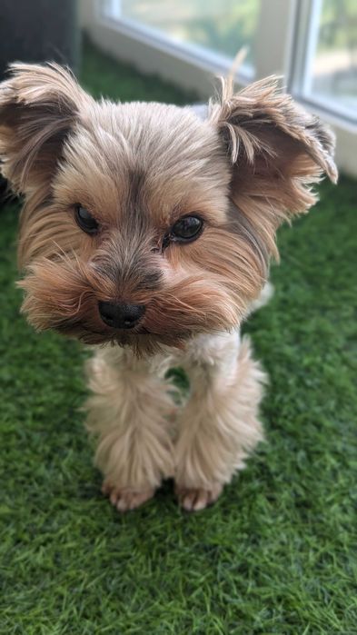 Йоркширский Тер'єр В'язка