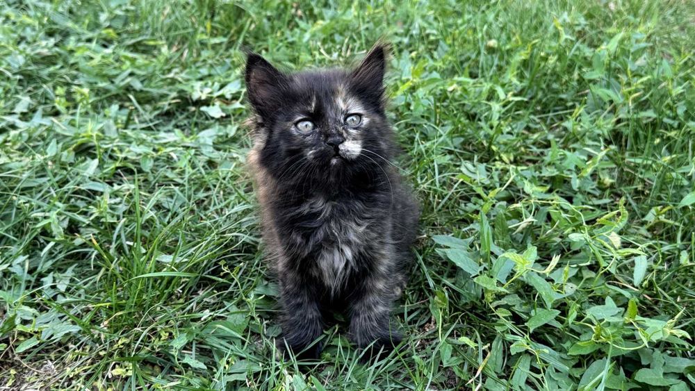 Чудесная девочка котенок.