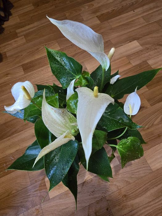 Антурiуми укорiненнi, шикарнi!