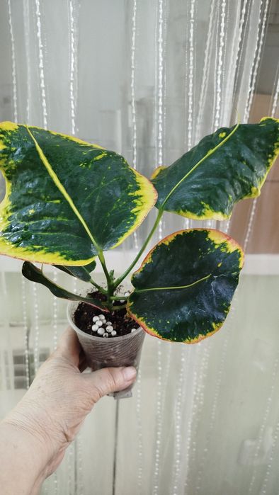 Кум Па Гум колекц. Сорт кротонів