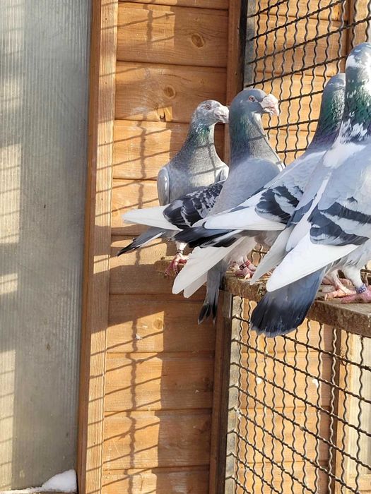 Gołębie staropolskie