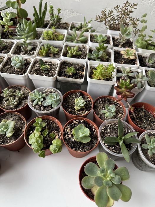 Продам сукуленти