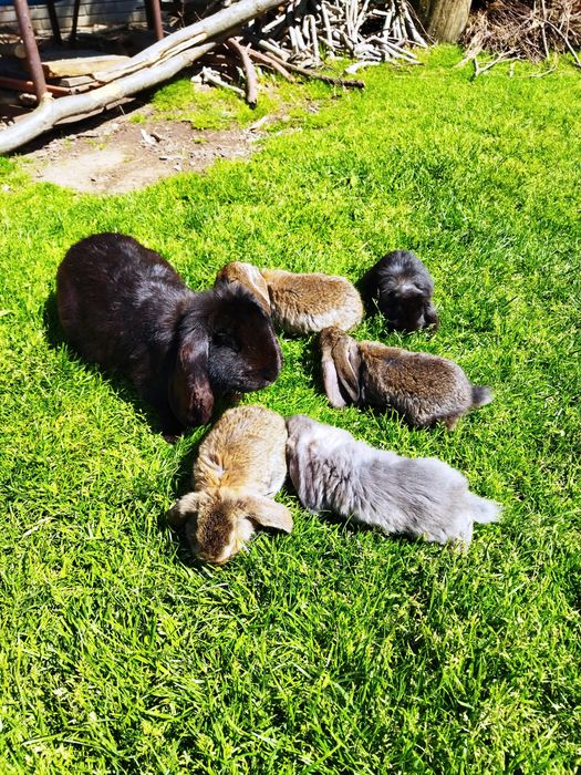 Króliki barany Francuskie w różnym wieku.