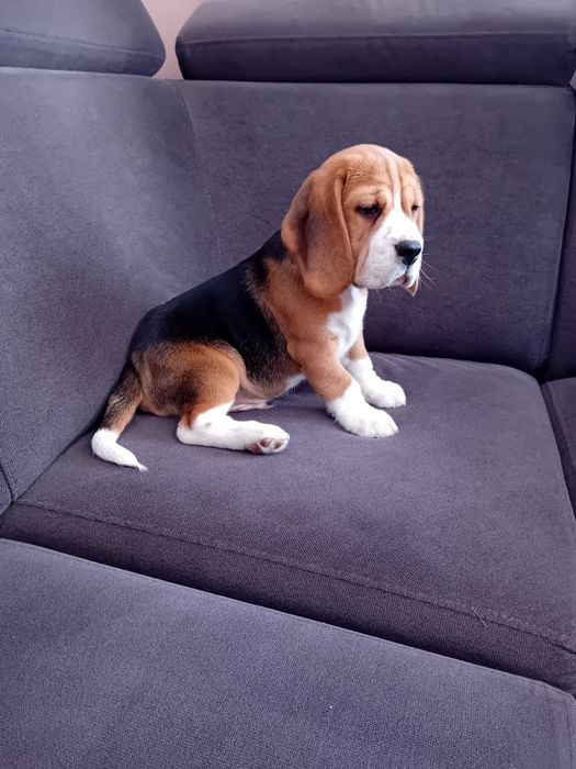 Beagle ZKWP FCI po Championie