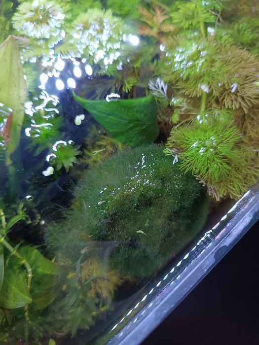 Kulka mchu do akwarium śr 6cm: dostępne 3szt