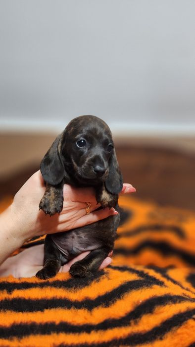 Jamnik miniaturowy/króliczy zkwp FCI wyjątkowe umaszczenie