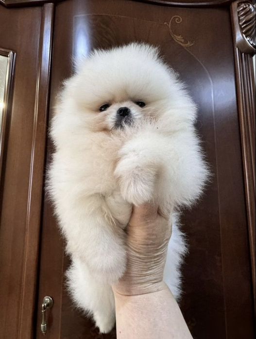 Роскошные шпицы мини