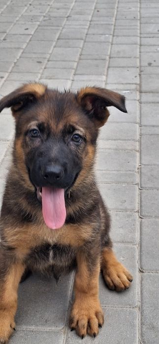 Хлопчик німецька вівчарка