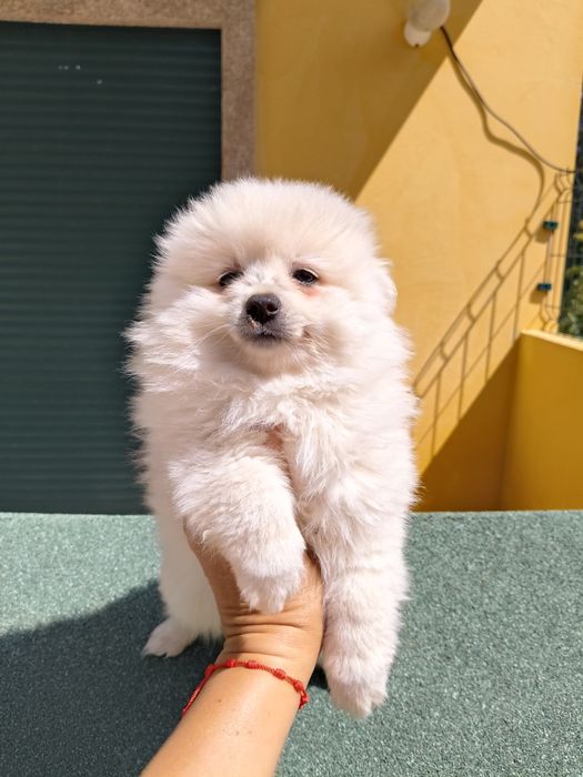 Spitz alemão porte médio menina
