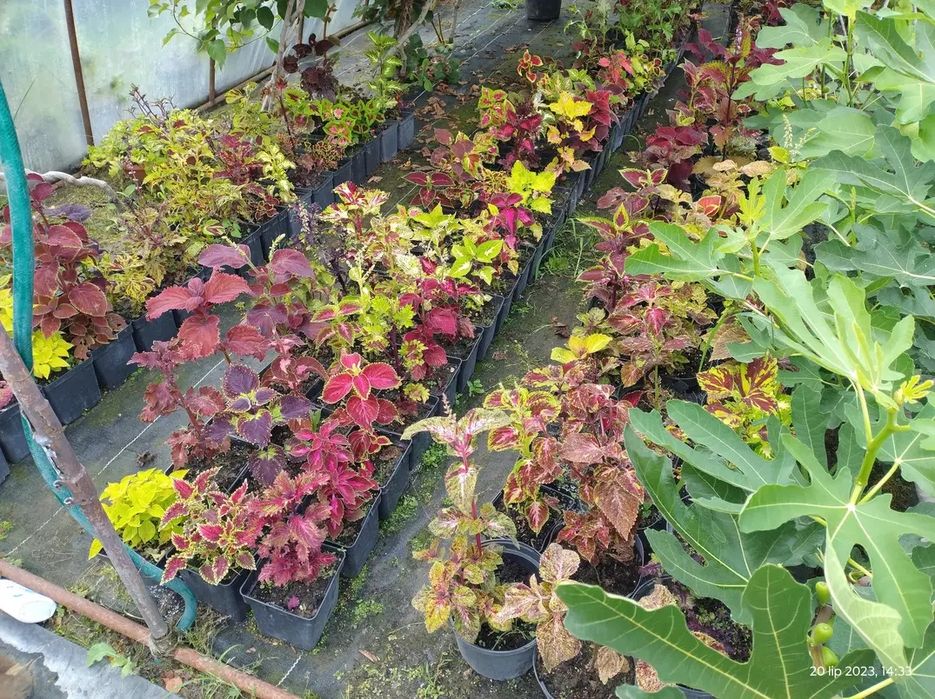 Nasiona koleusa/pokrzywki