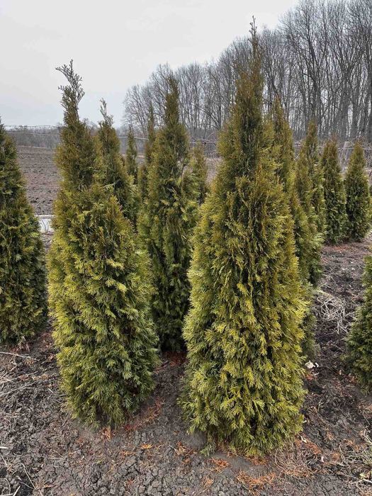 Туя Смарагд