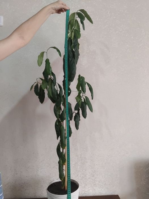 Лимонне дерево, не щеплене