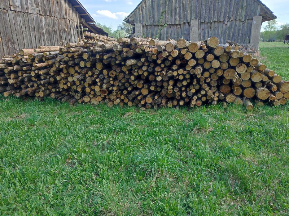 Sprzedam suche drzewo sosna i świerk