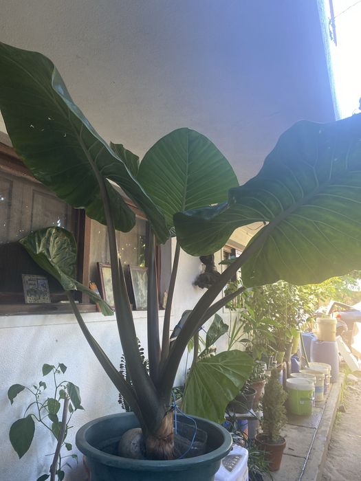 Planta de orelhas gigante