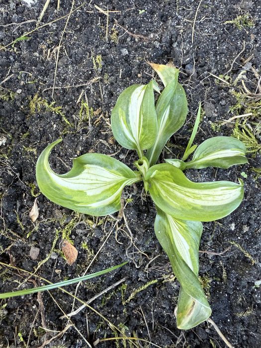 Hosta funkia na sprzedaz widoczna na zdjeciu