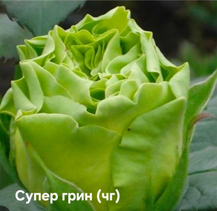 Троянди та клематиси