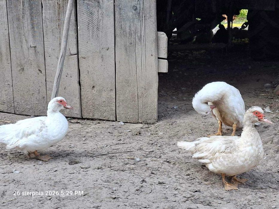 Kaczki z Naturalnego Chowu – Zdrowe, Zadbane, Wiejskie