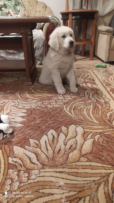 Owczarek Podhalański