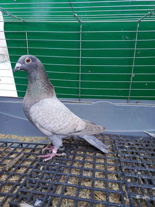 Pocztowe Dom opal pary i samczyk