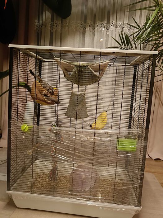 Lotopałanki karłowate