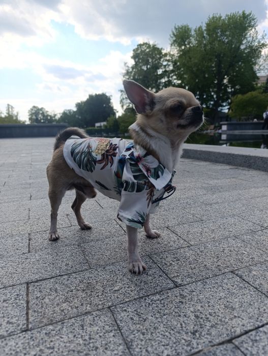 Вязка чихуахуа мини