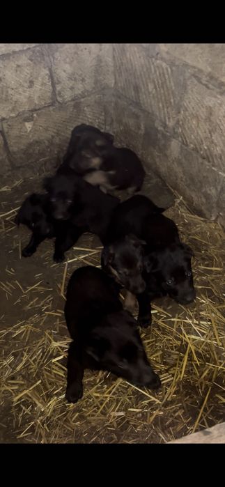 Продам щенков немецкой овчарки